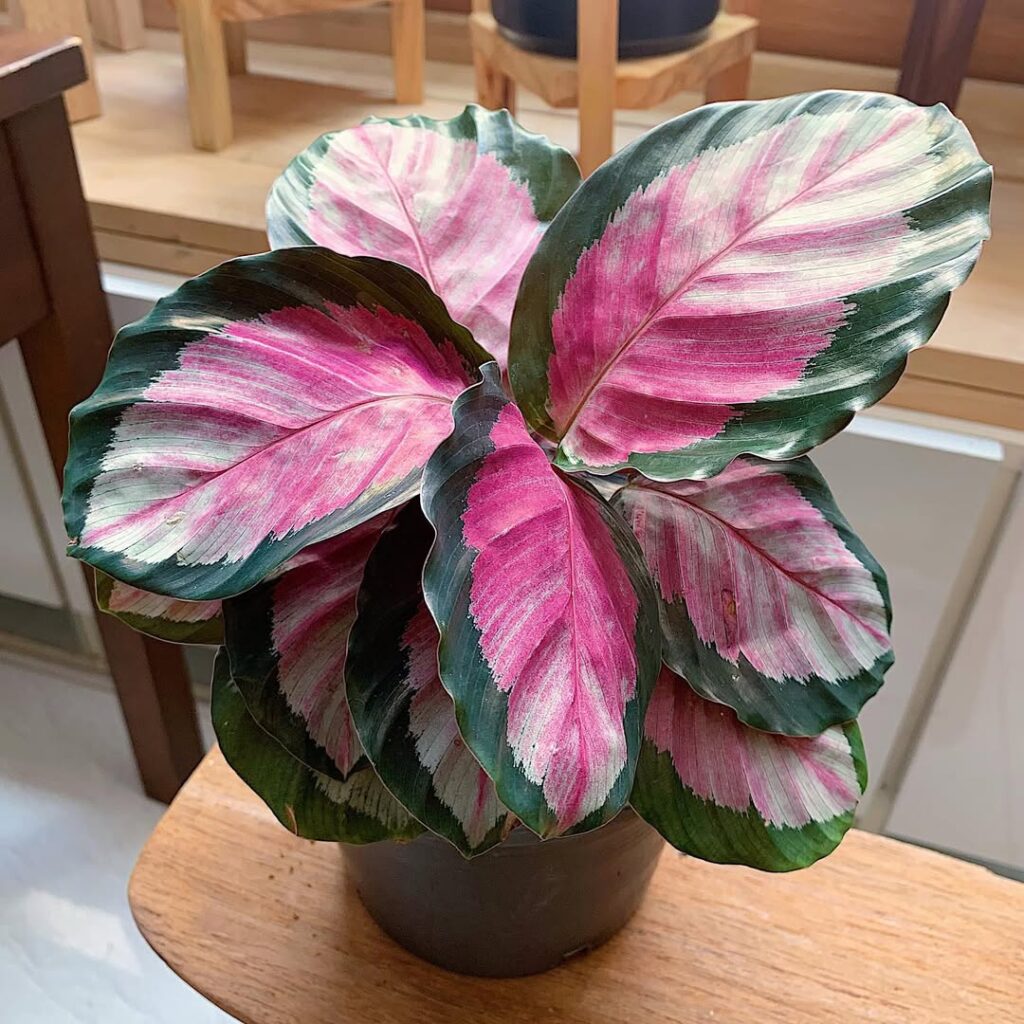 Calathea roseopicta Rosy