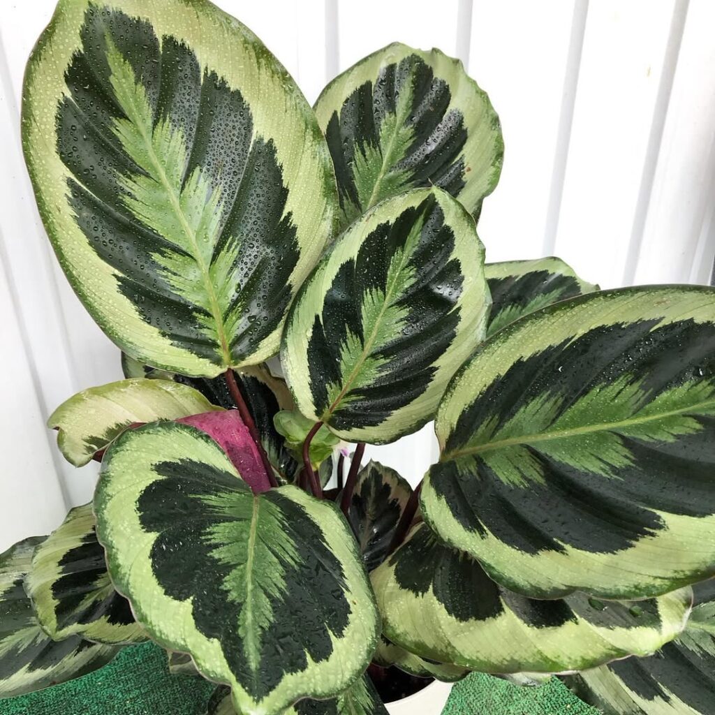 Calathea roseopicta Shine Star