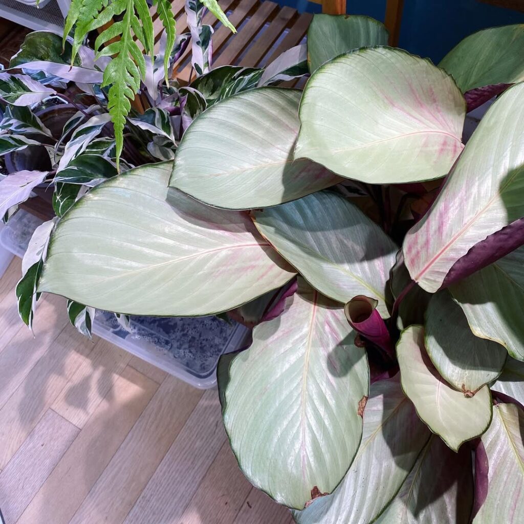 Calathea roseopicta Silver Plate