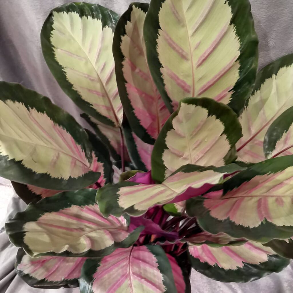 Calathea roseopicta Sylvia