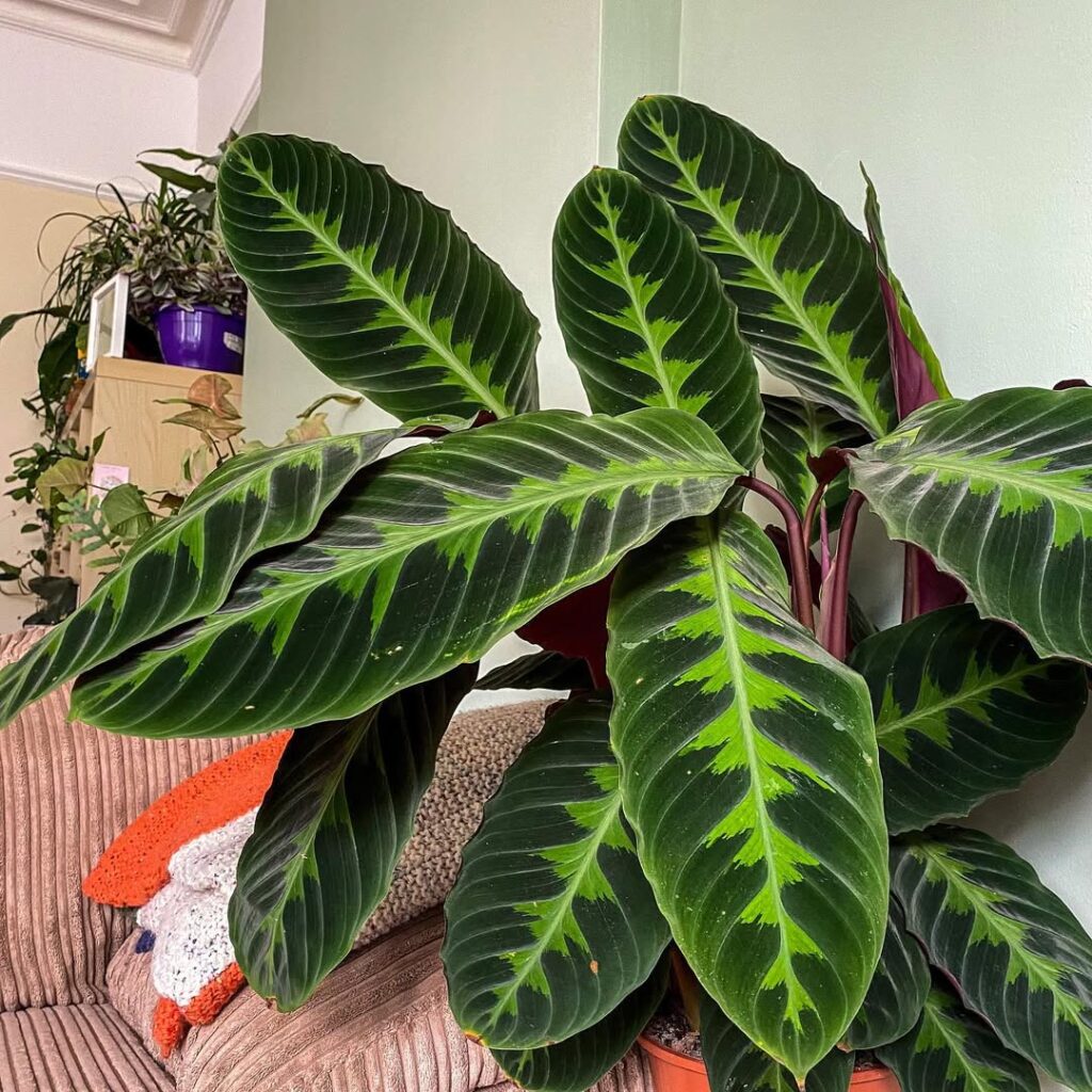 Calathea warscewiczii