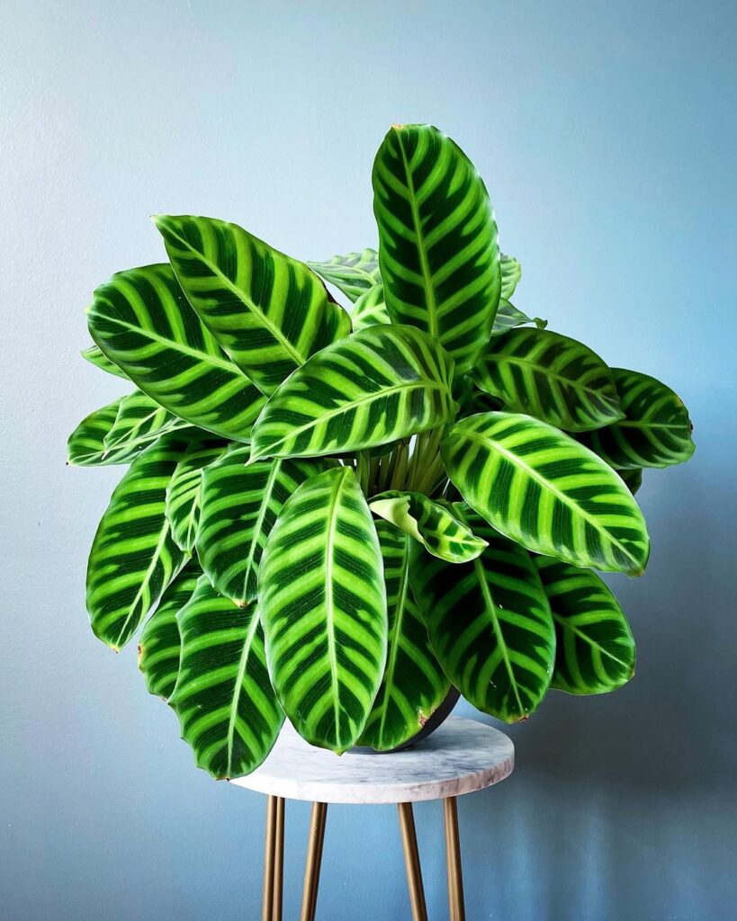 Calathea zebrina