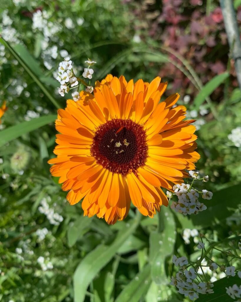 Calendula