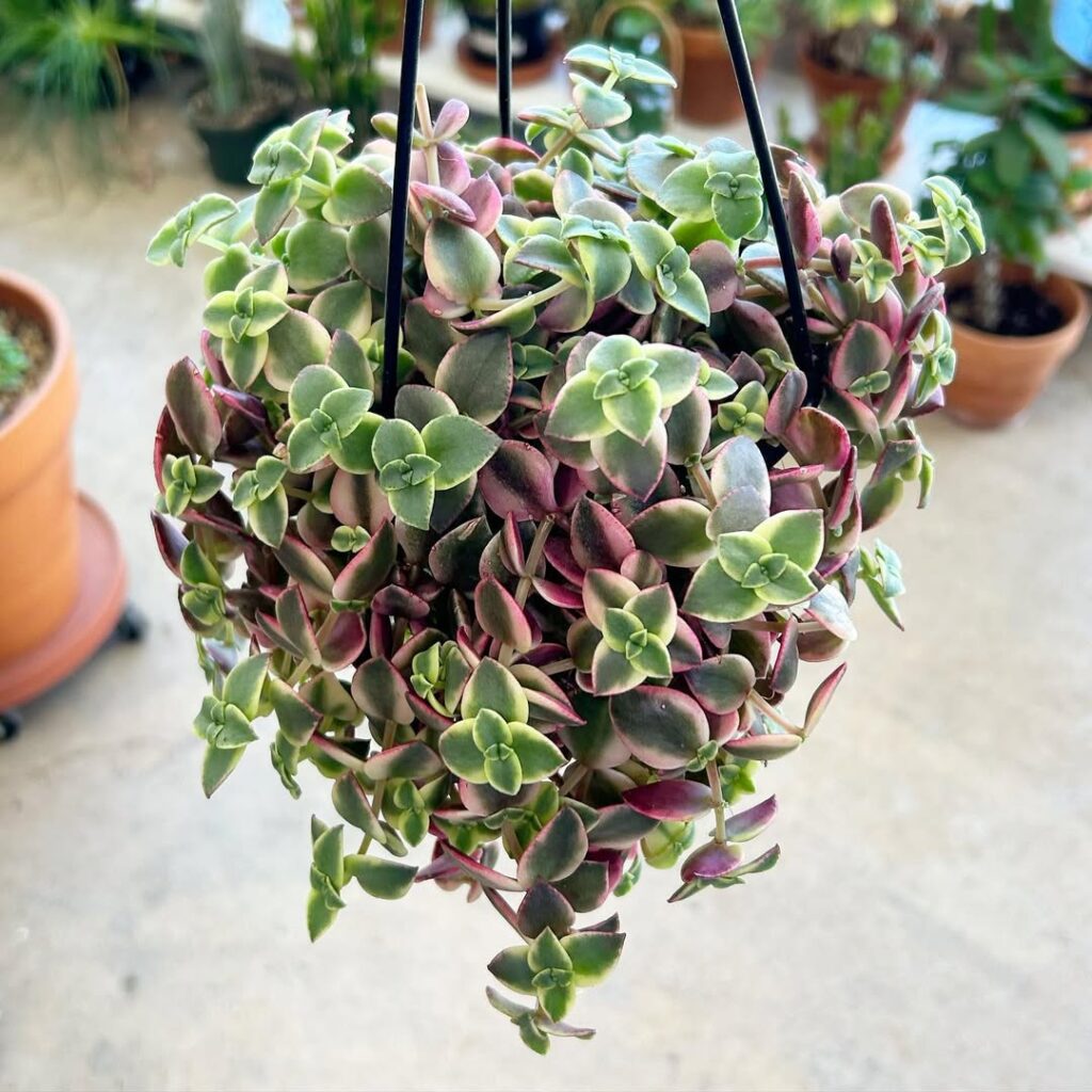 Calico Kitten Succulent