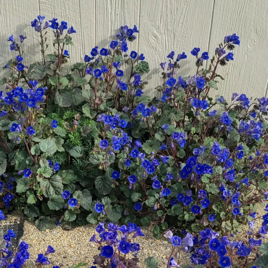 California Bluebell