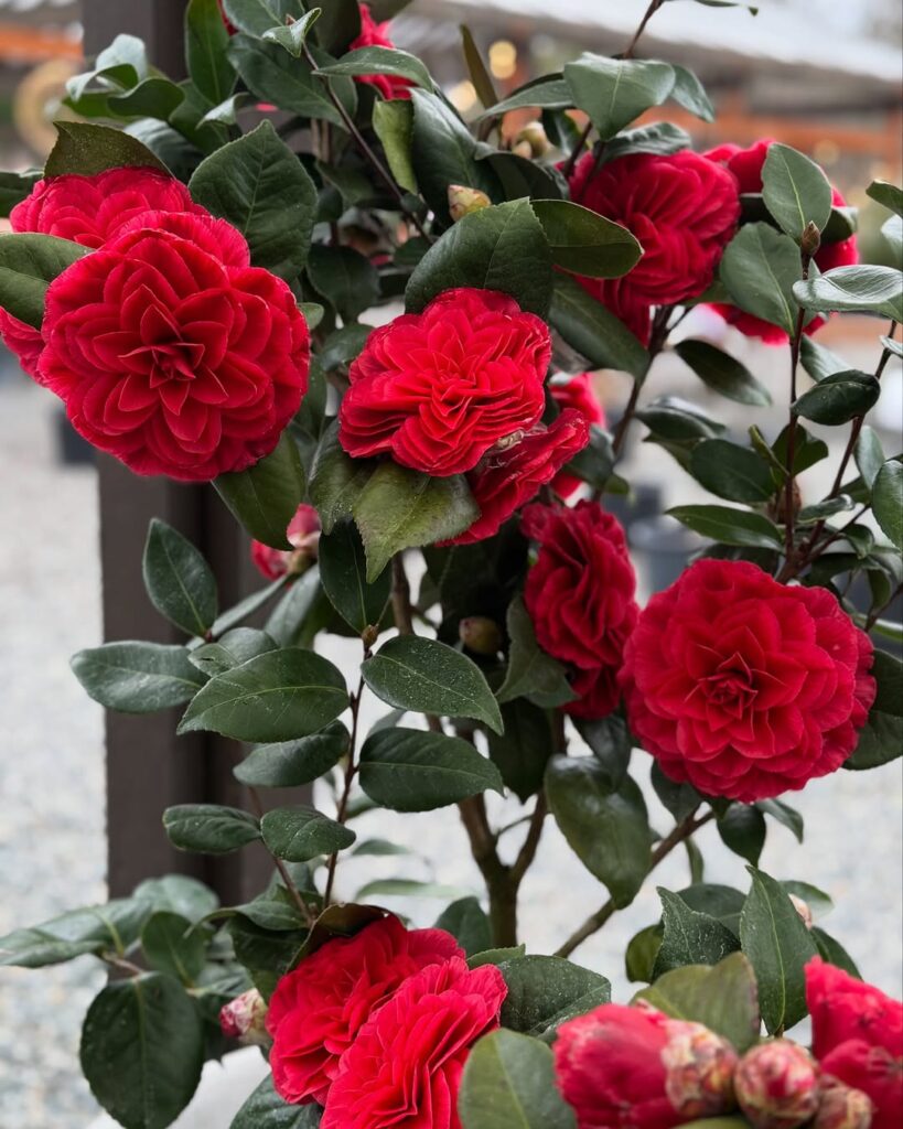 Camellia japonica