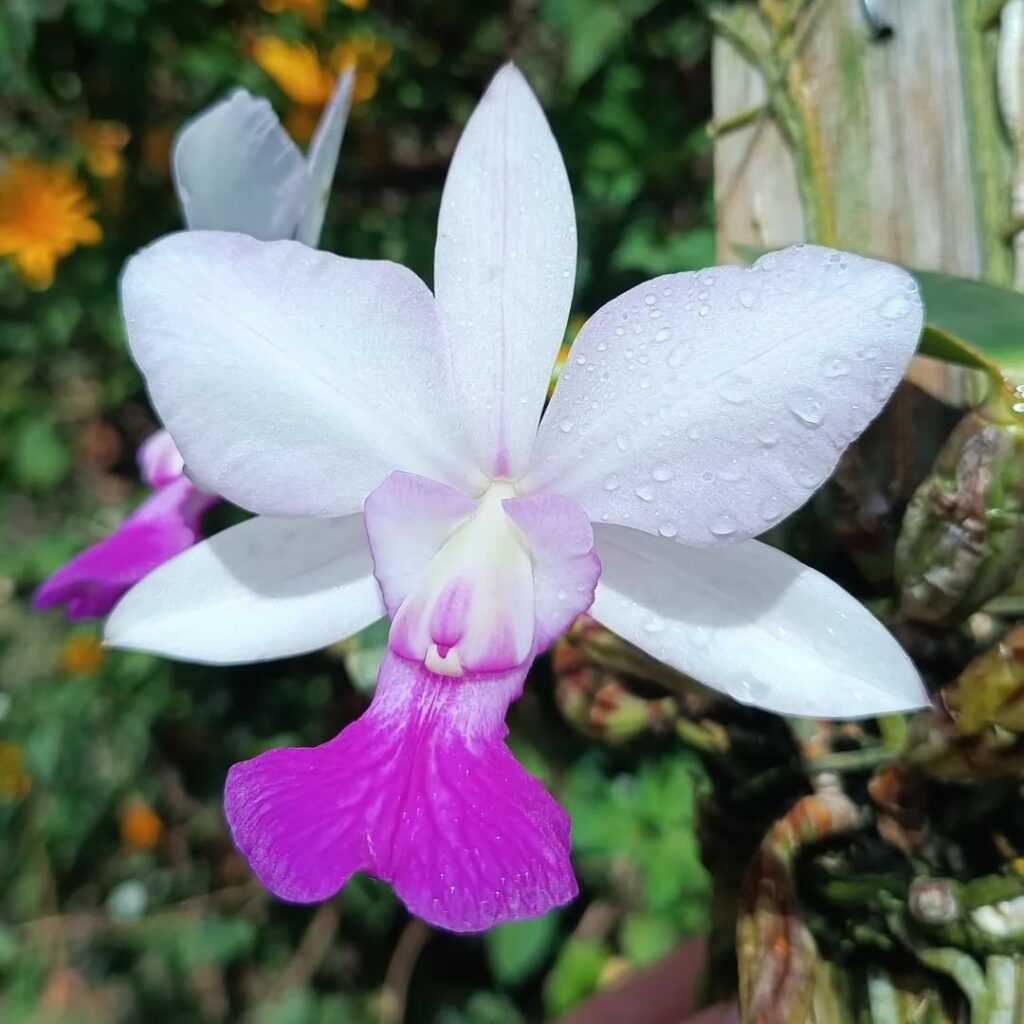 Cattleya Orchid