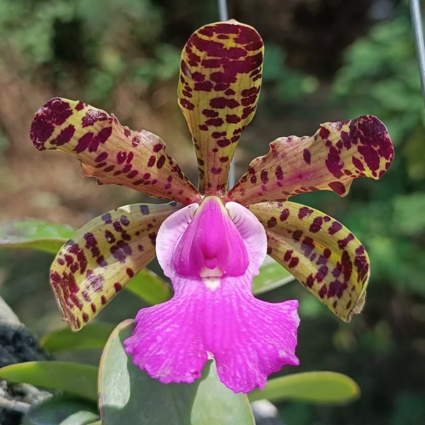 Cattleya aclandiae