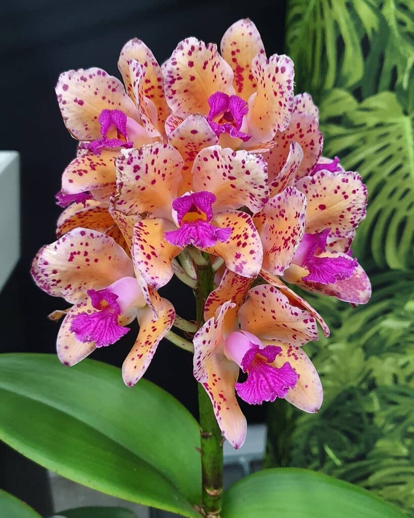 Cattleya amethystoglossa