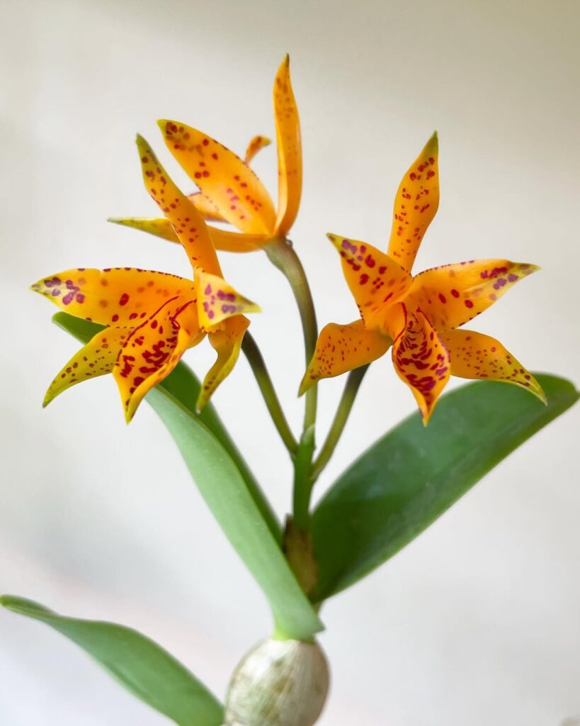 Cattleya aurantiaca