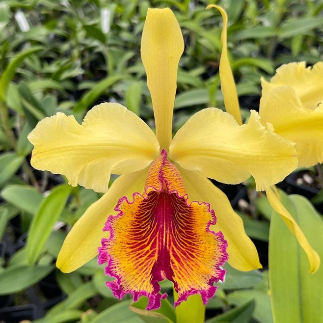 Cattleya dowiana aurea