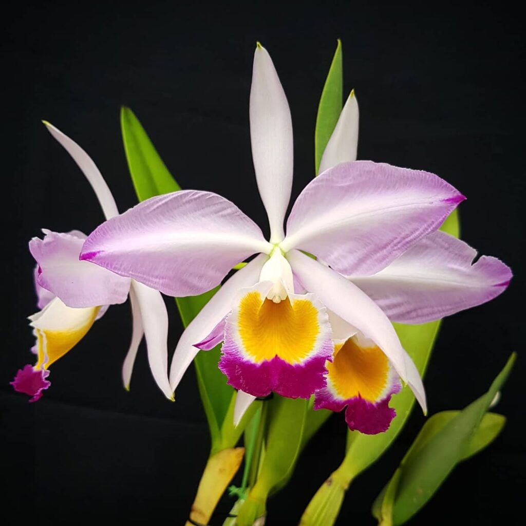 Cattleya eldorado