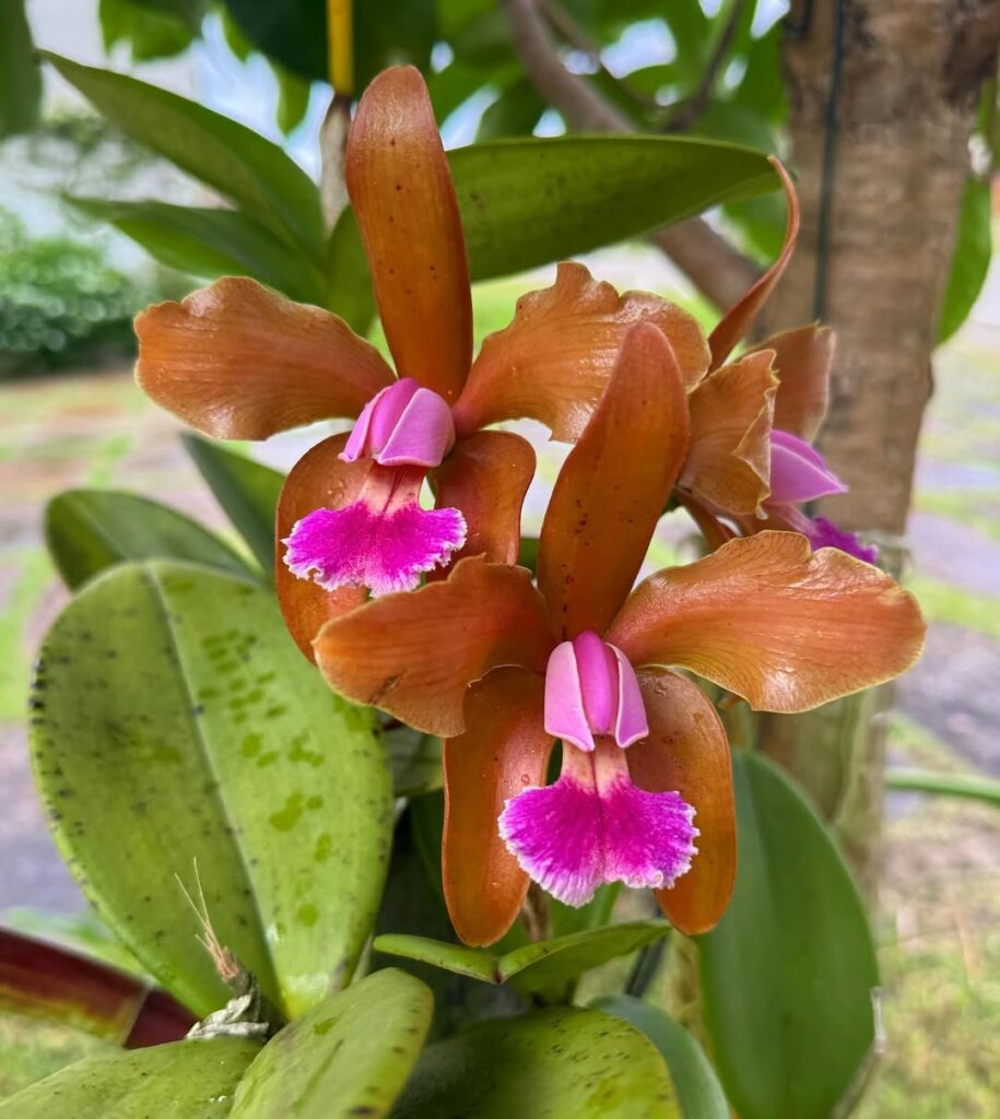 Cattleya granulosa