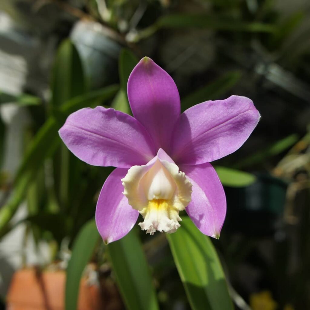Cattleya harrisoniana