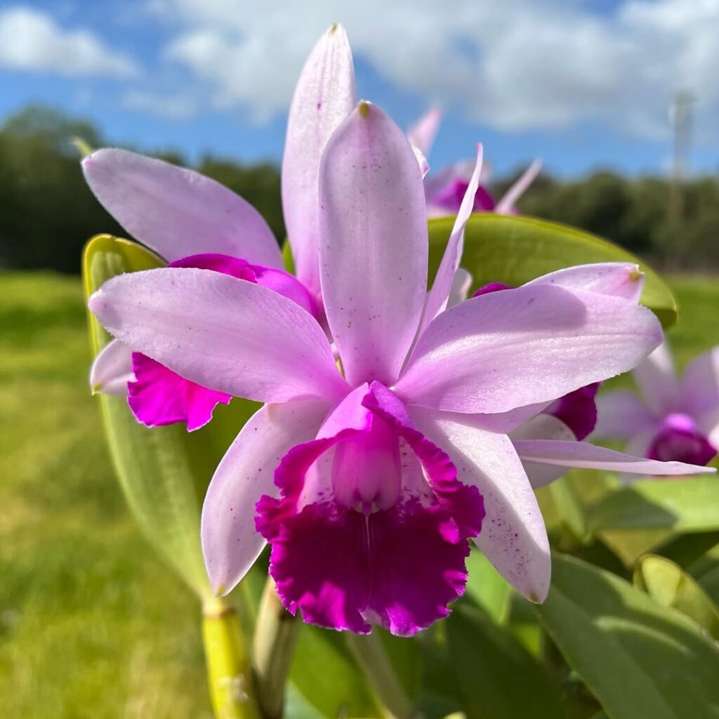 Cattleya intermedia
