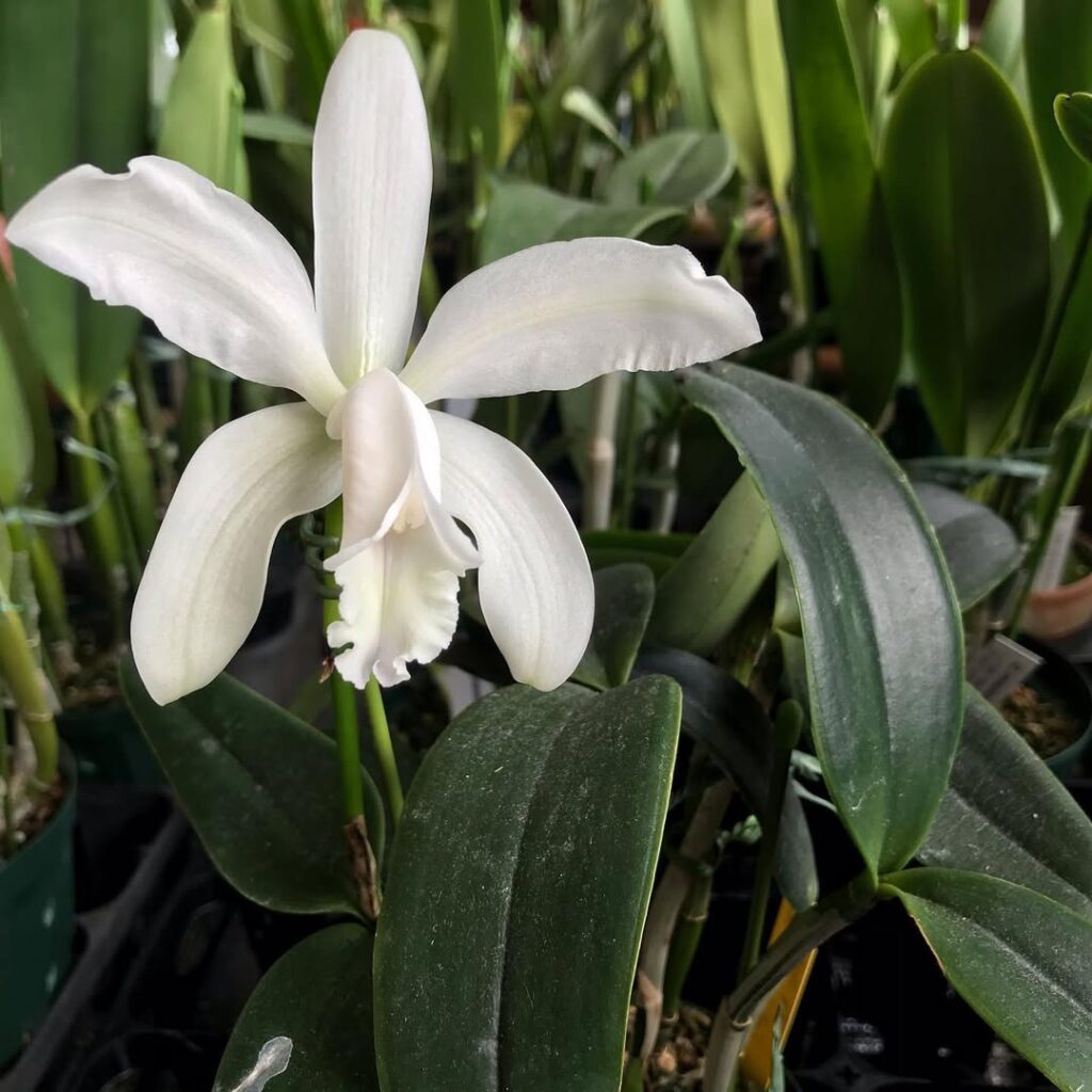 Cattleya intermedia alba