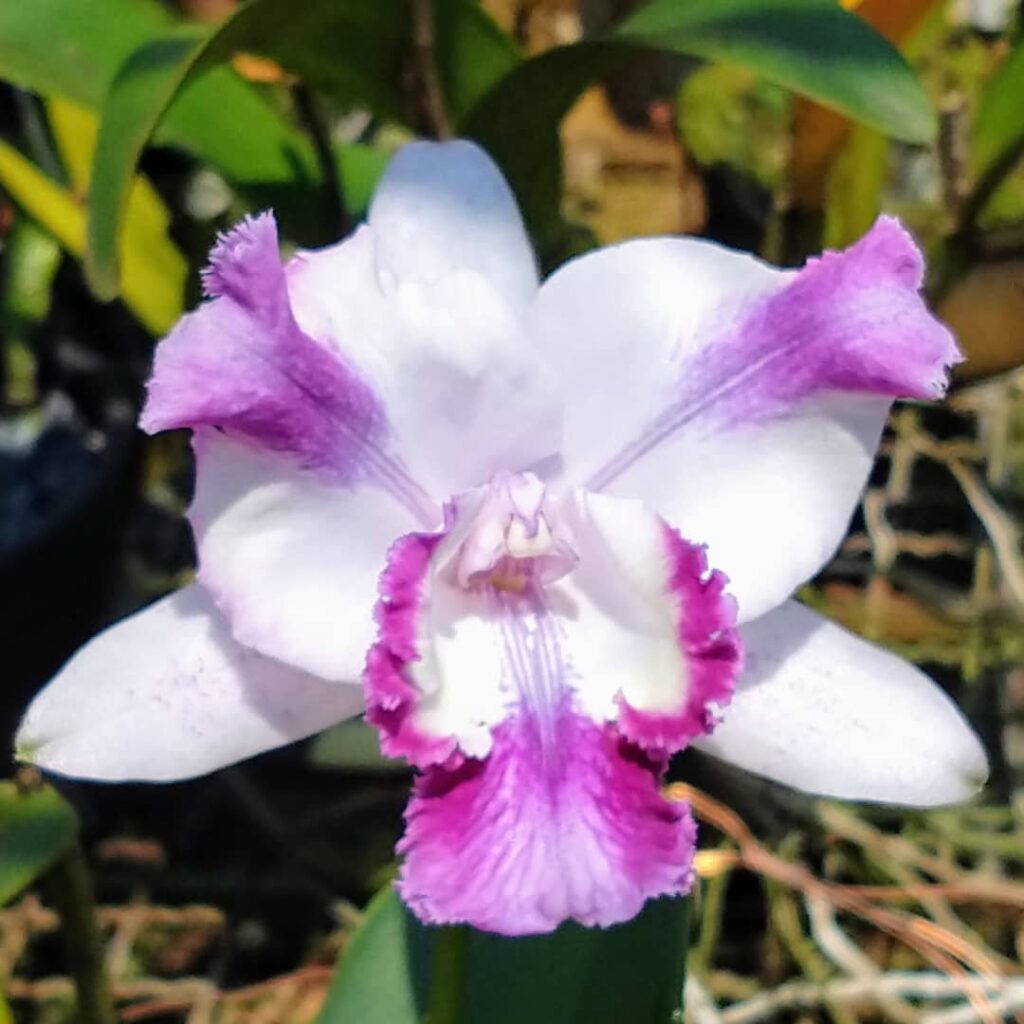 Cattleya intermedia var. aquinii