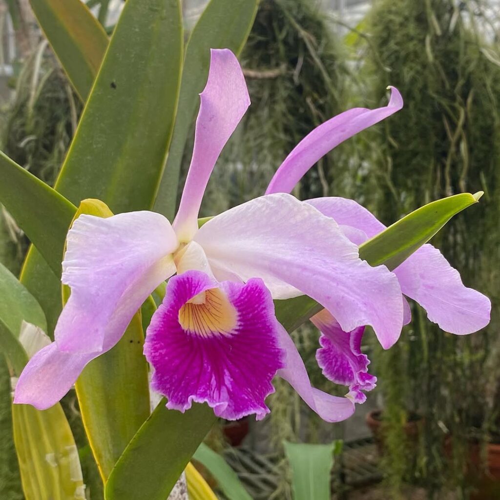 Cattleya jenmanii