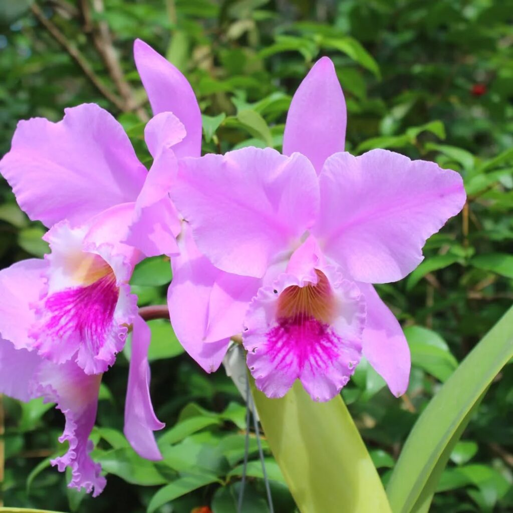 Cattleya labiata