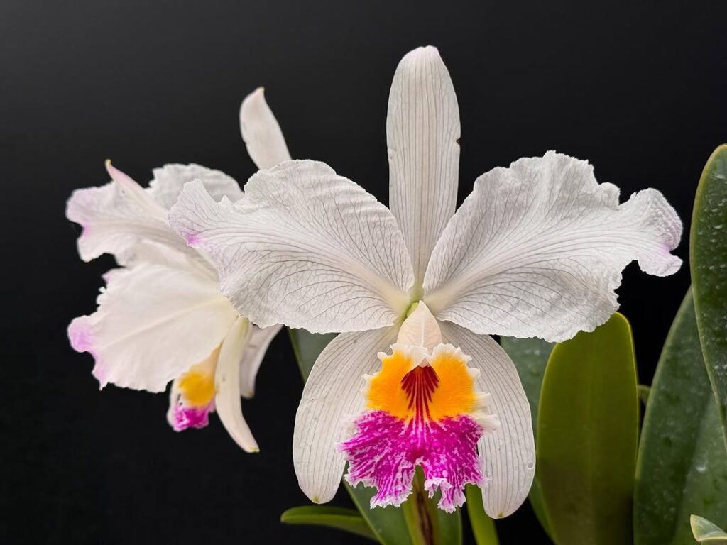 Cattleya lueddemanniana