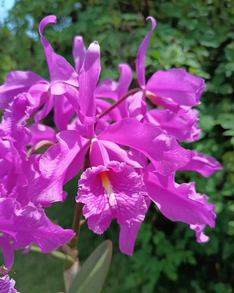 Cattleya maxima