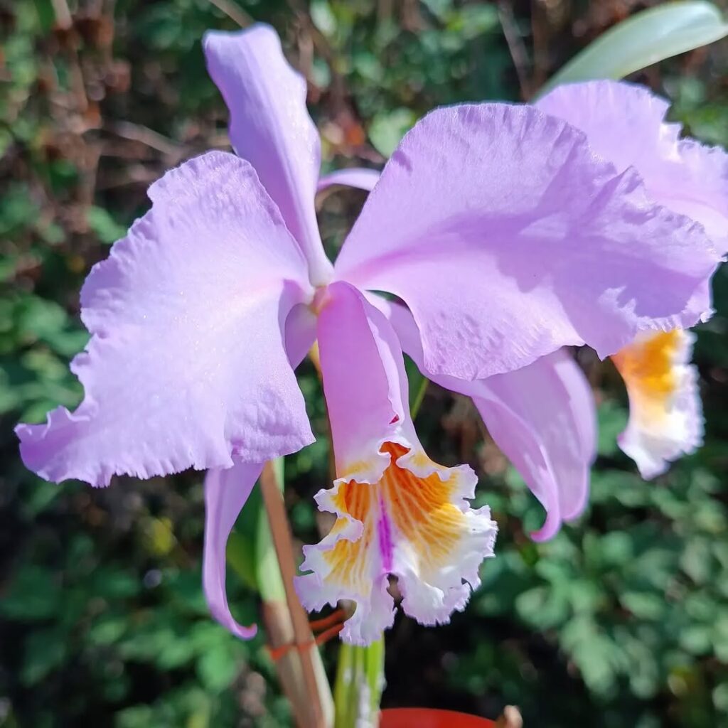 Cattleya mossiae