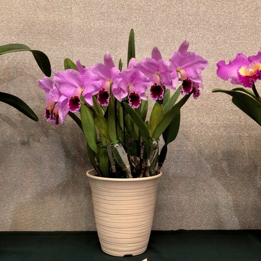 Cattleya percivaliana