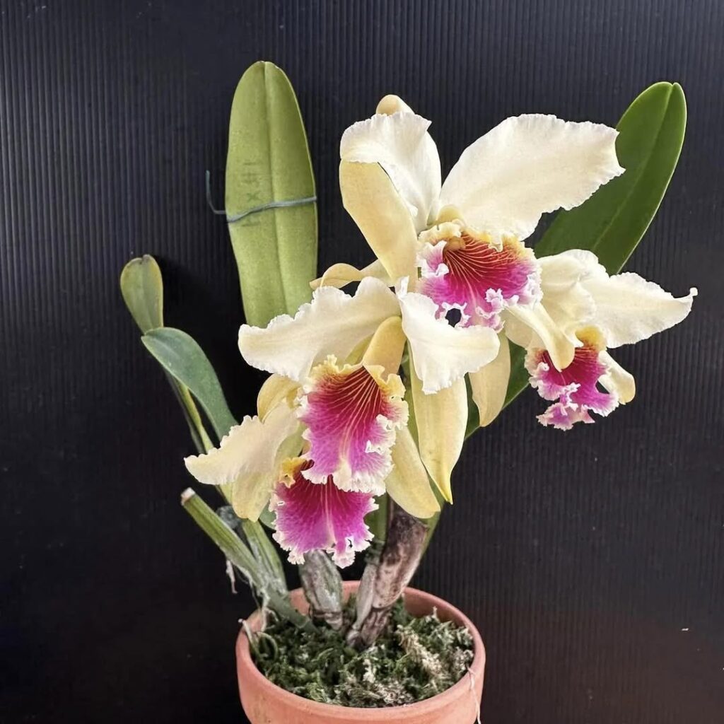 Cattleya rex