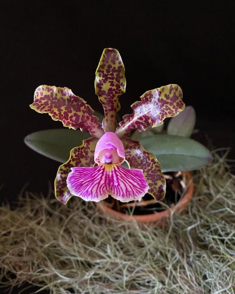 Cattleya schilleriana 1