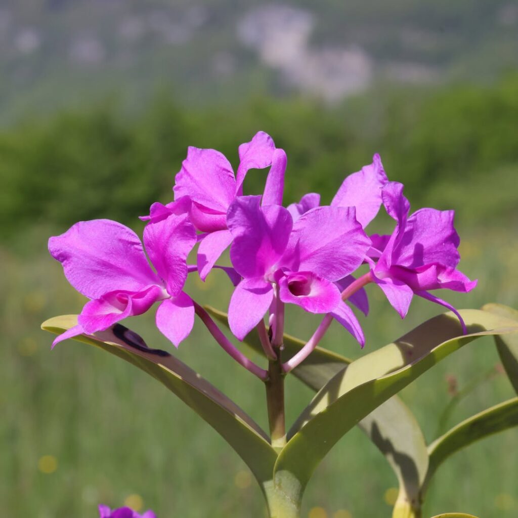 Cattleya skinneri 1