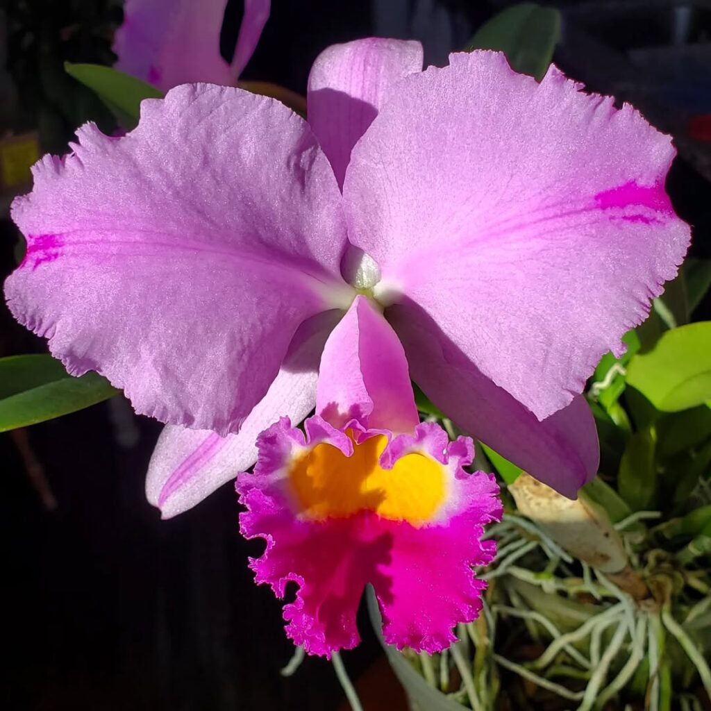 Cattleya trianaei