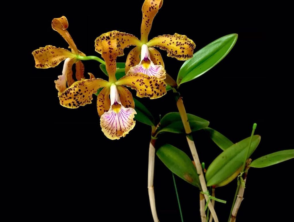 Cattleya velutina