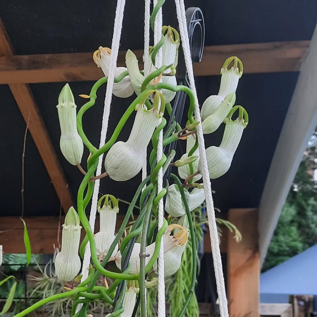 Ceropegia ampliata