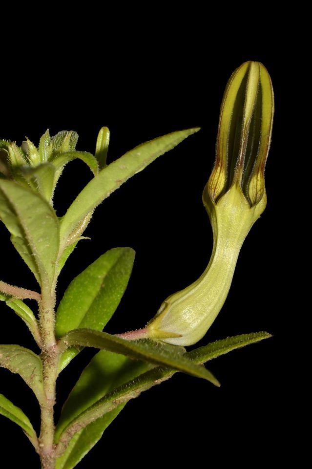 Ceropegia anjanerica