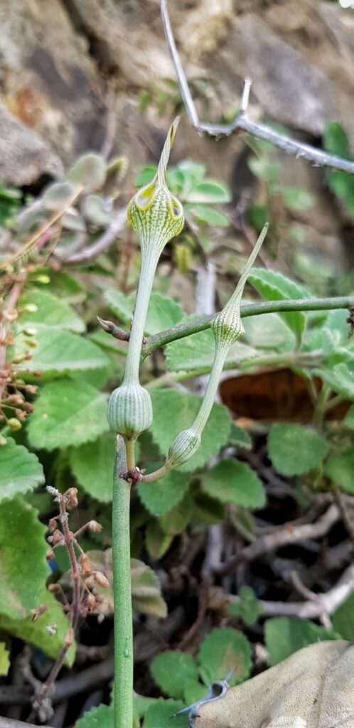 Ceropegia arabica