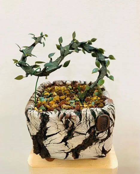 Ceropegia armandii