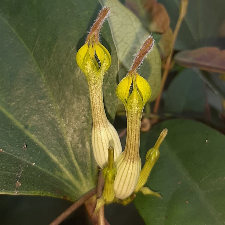 Ceropegia candelabrum