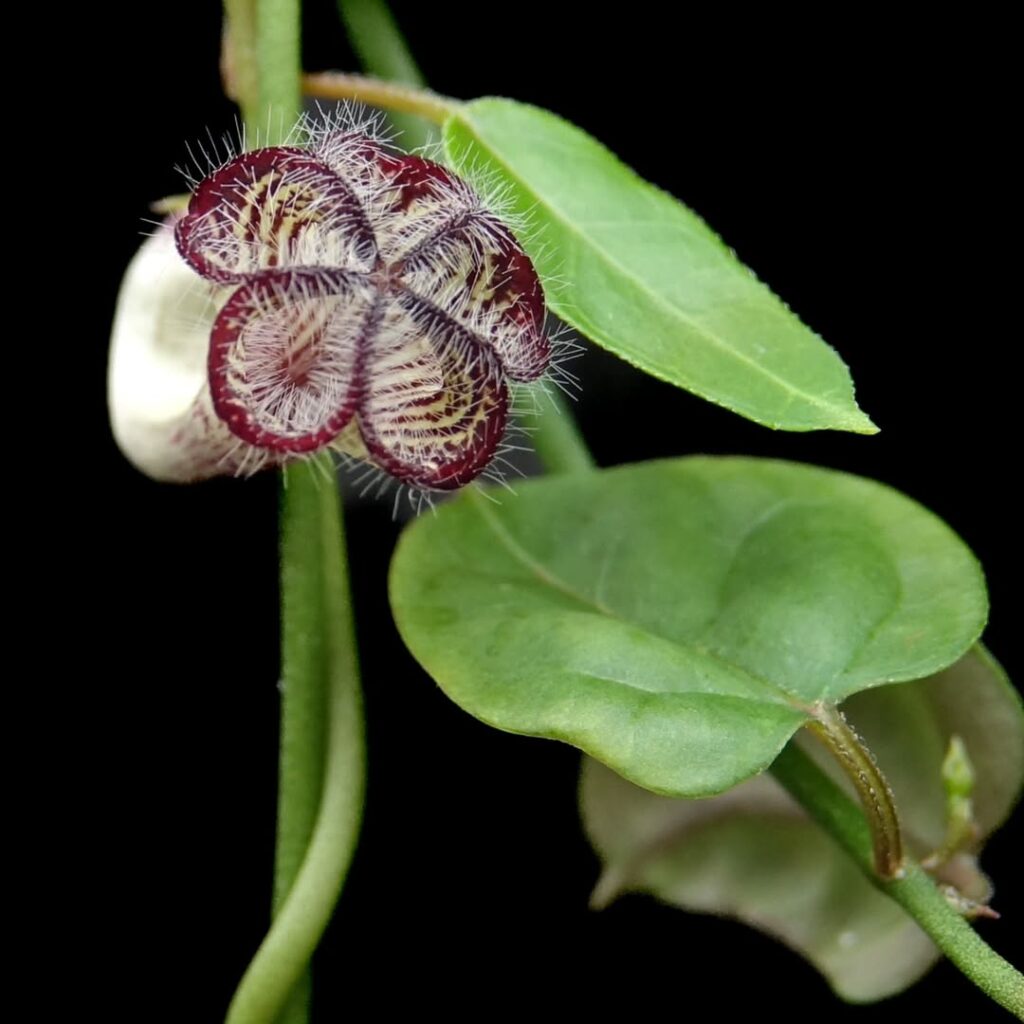 Ceropegia carnosa