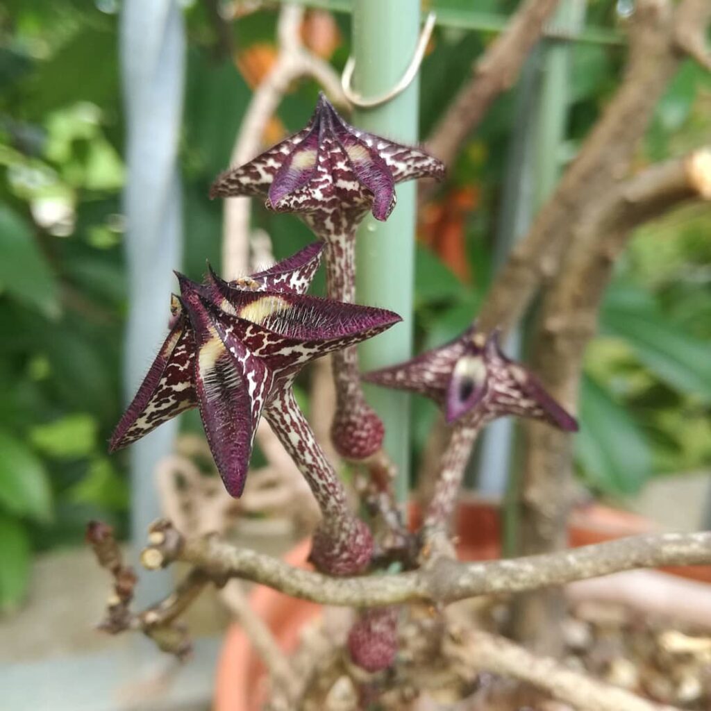 Ceropegia cimiciodora