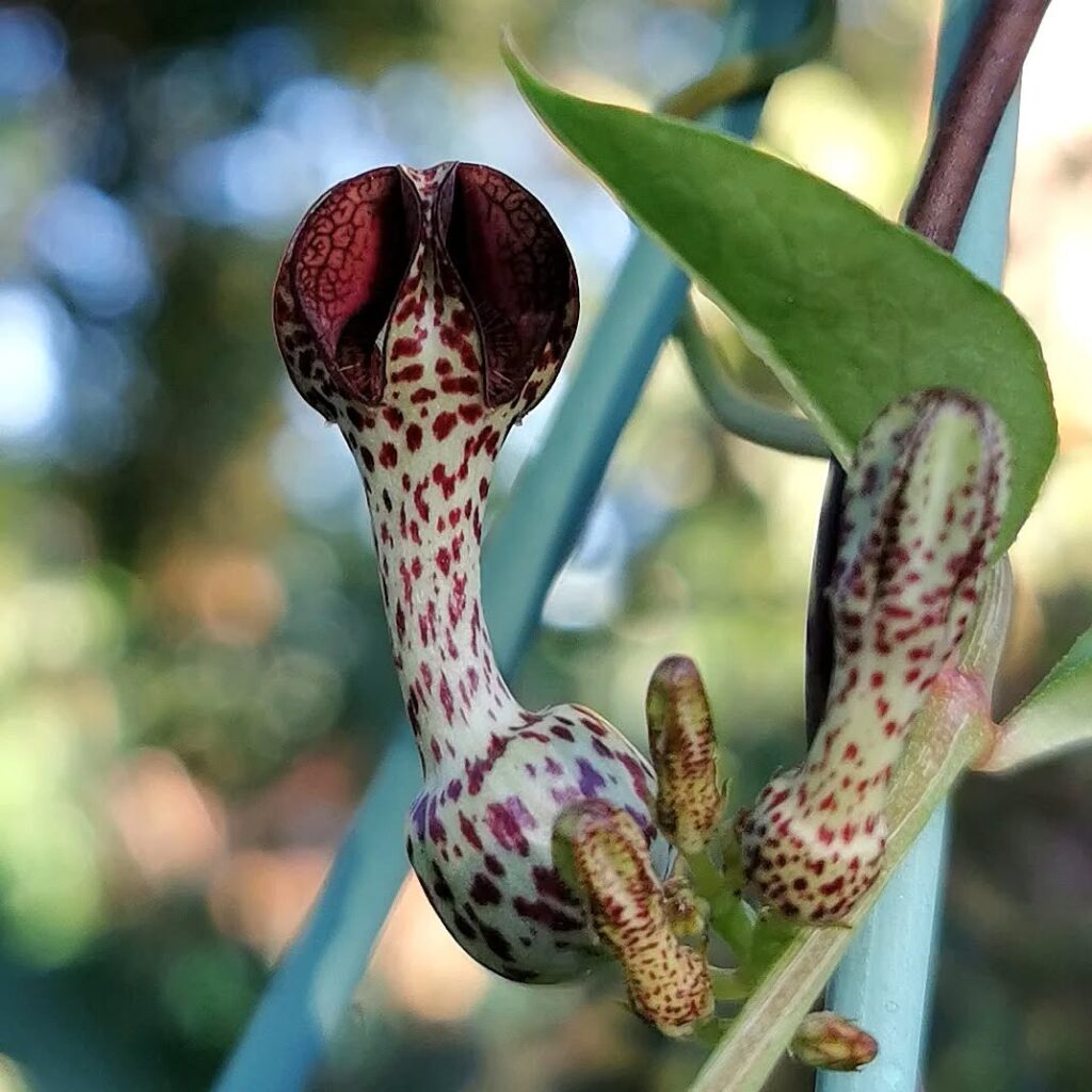 Ceropegia crassifolia