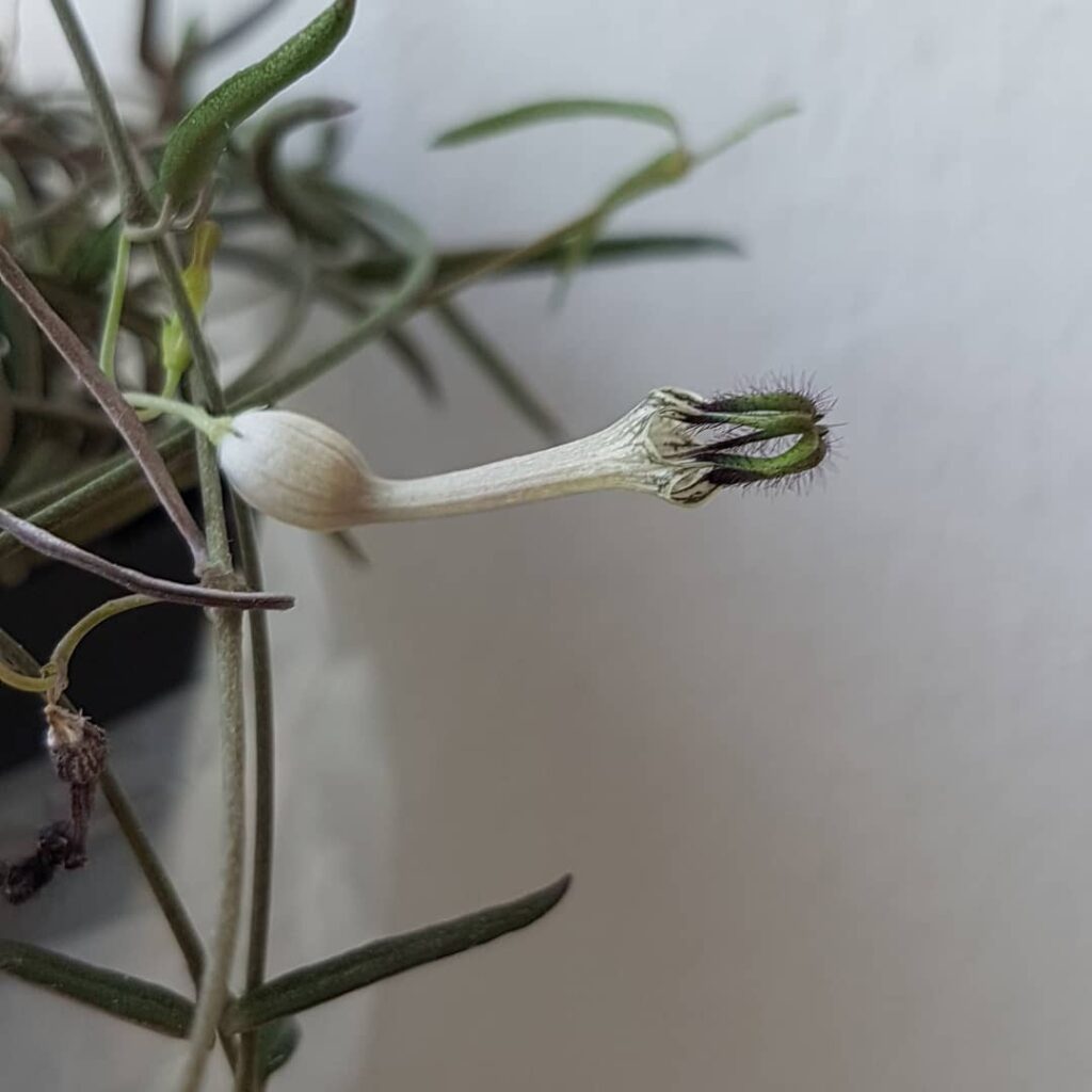 Ceropegia debilis