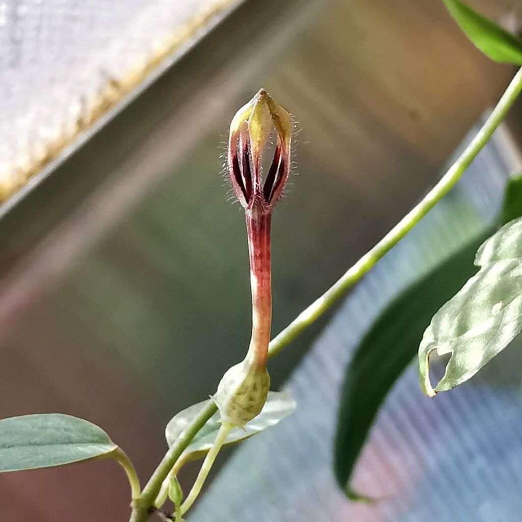 Ceropegia decidua
