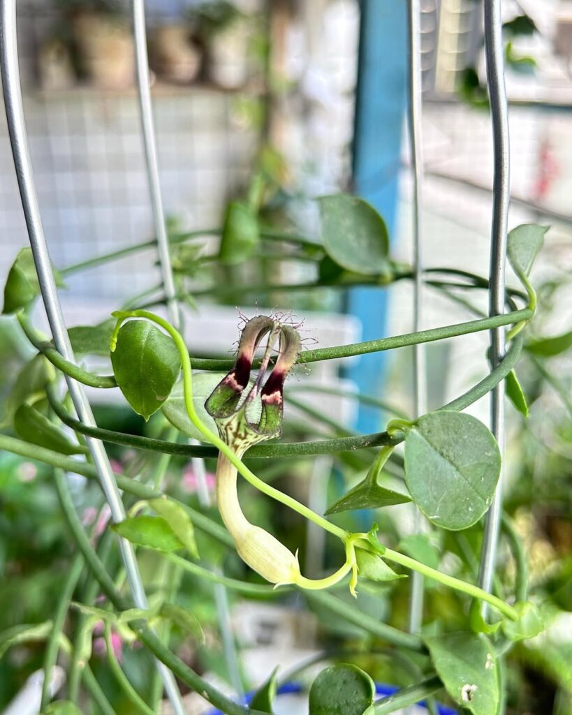 Ceropegia denticulata