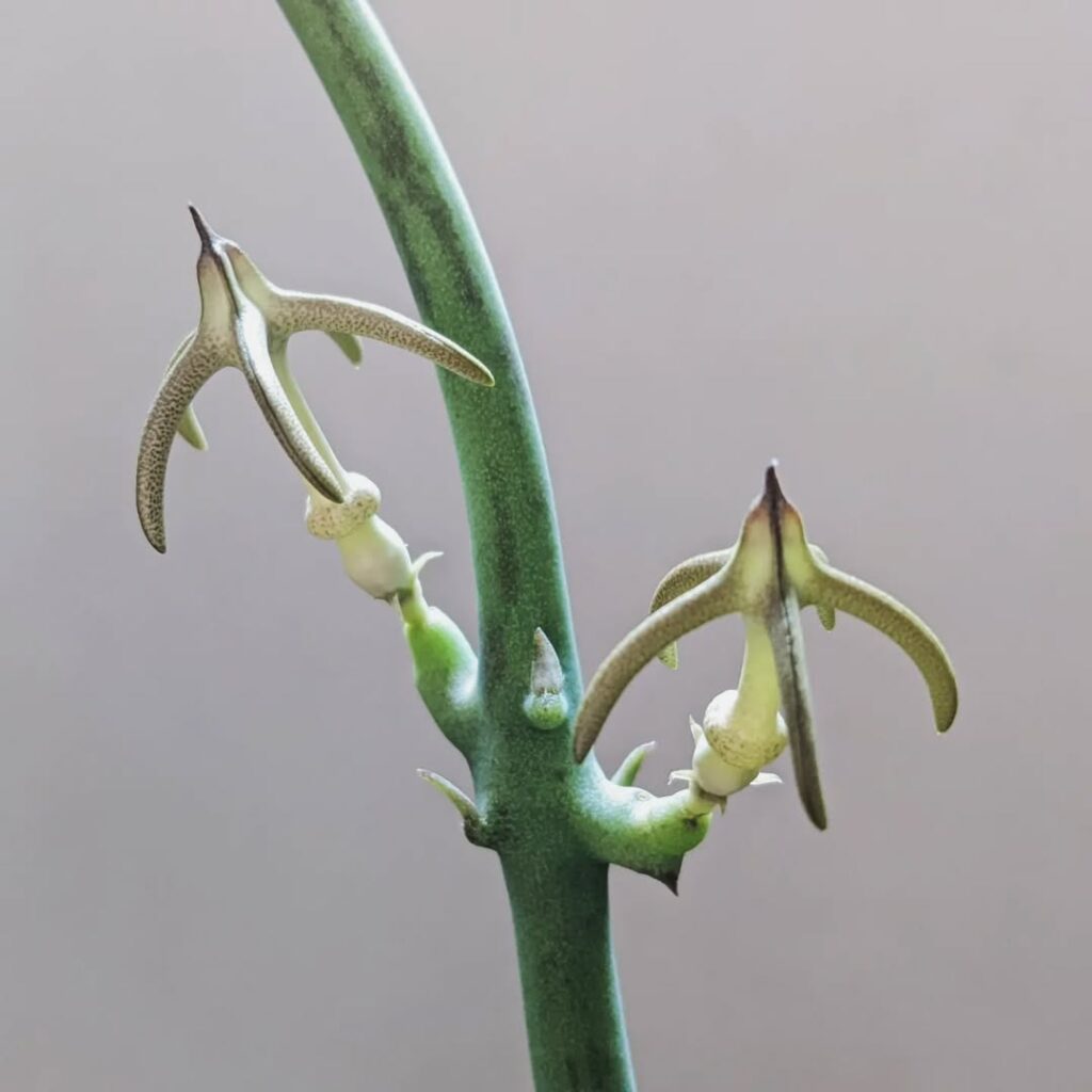 Ceropegia devecchii