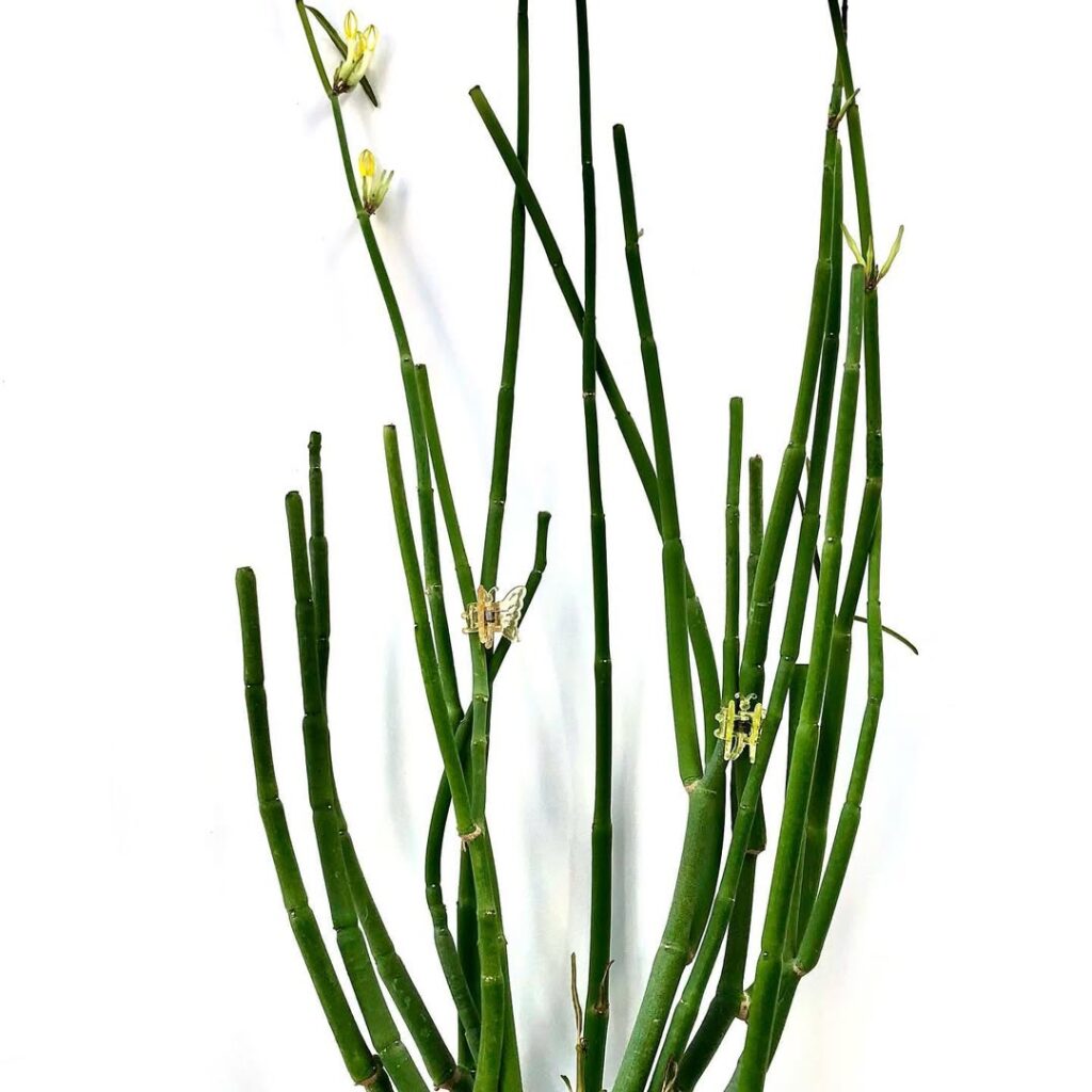 Ceropegia dichotoma