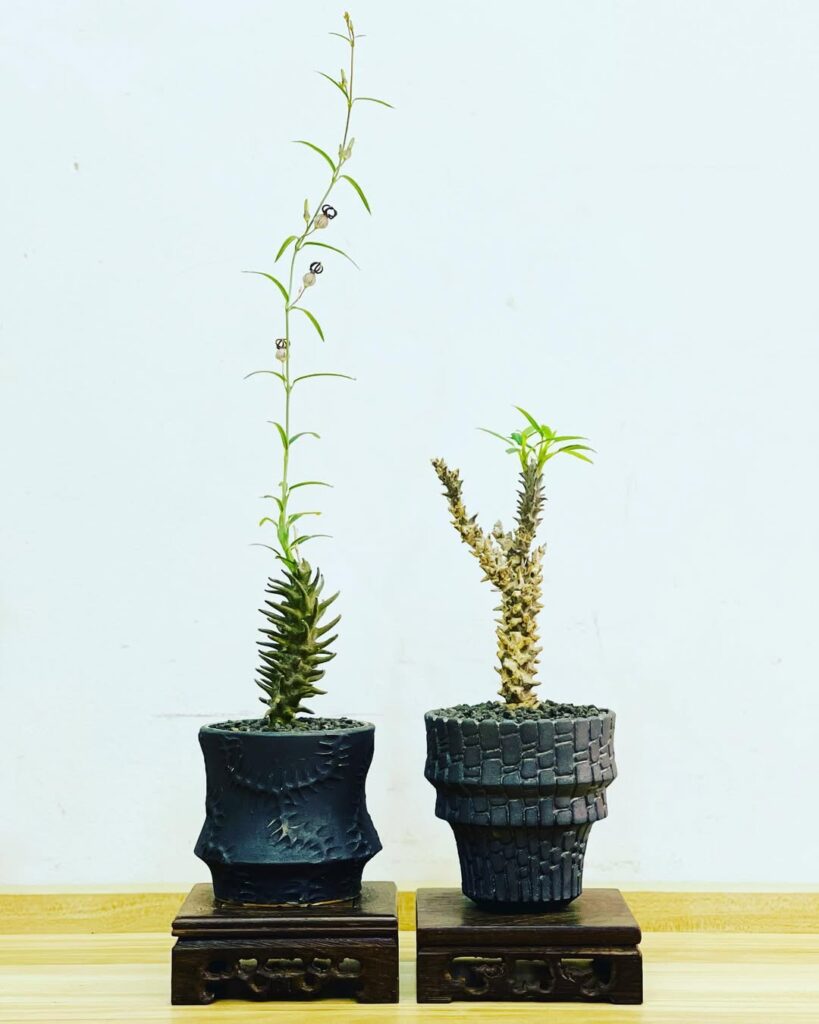 Ceropegia dimorpha