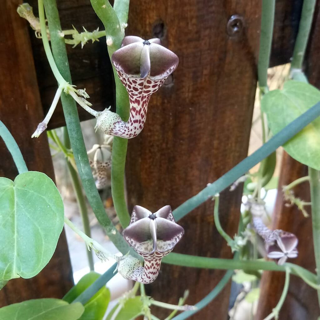 Ceropegia distincta