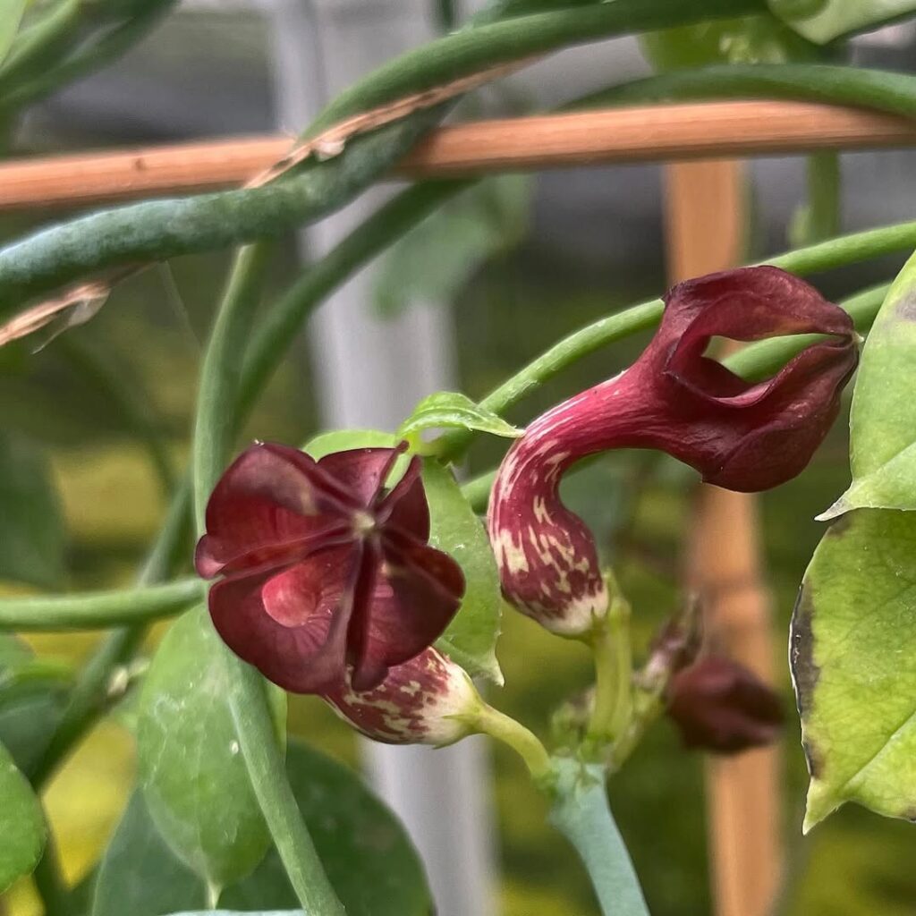 Ceropegia fimbriata