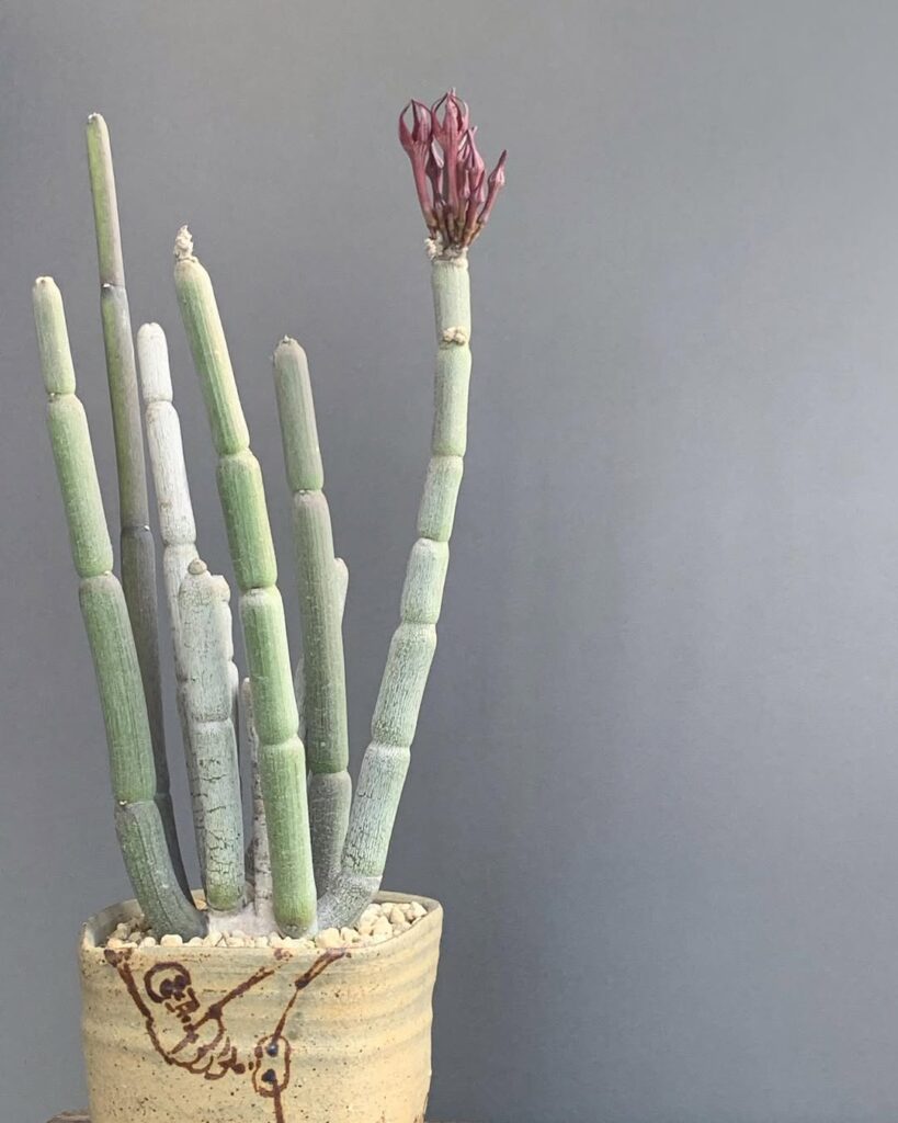 Ceropegia fusca