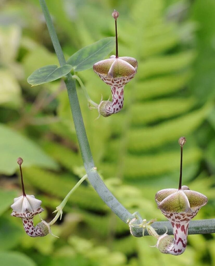 Ceropegia haygarthii